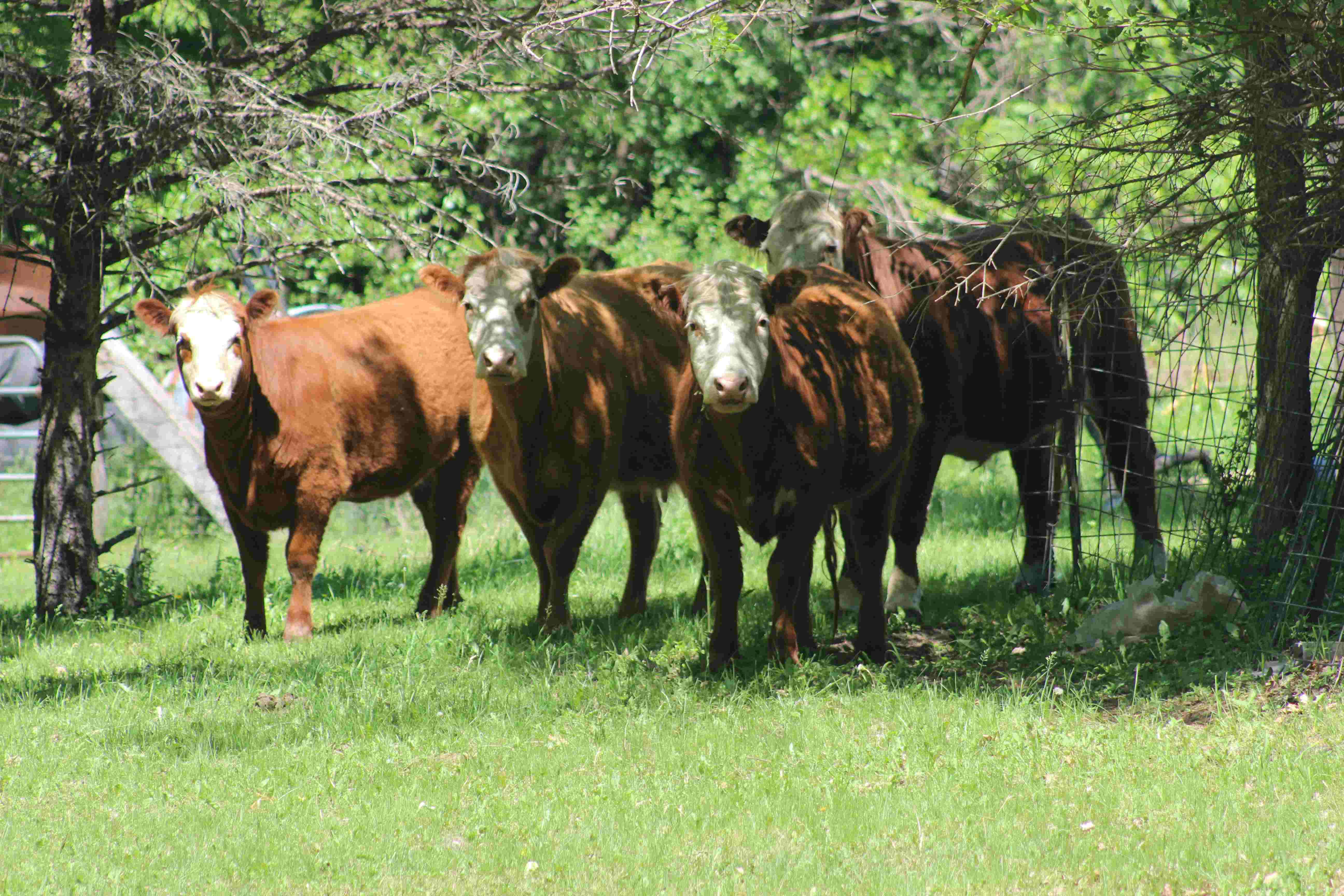 Red Meat Revolution Puts Profitability at Centre of Beef Production