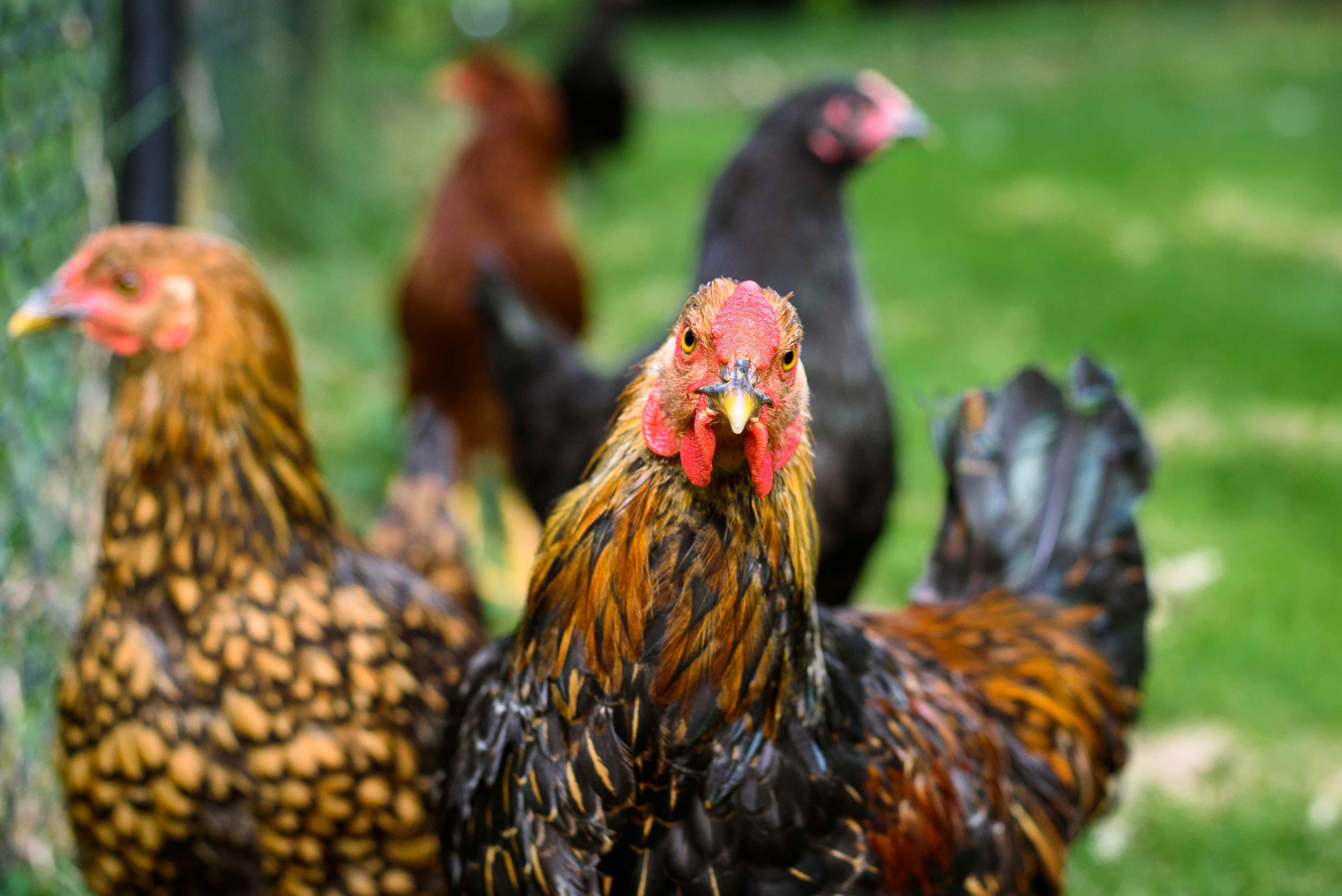 Poultry and Egg Industry in South Africa 2025