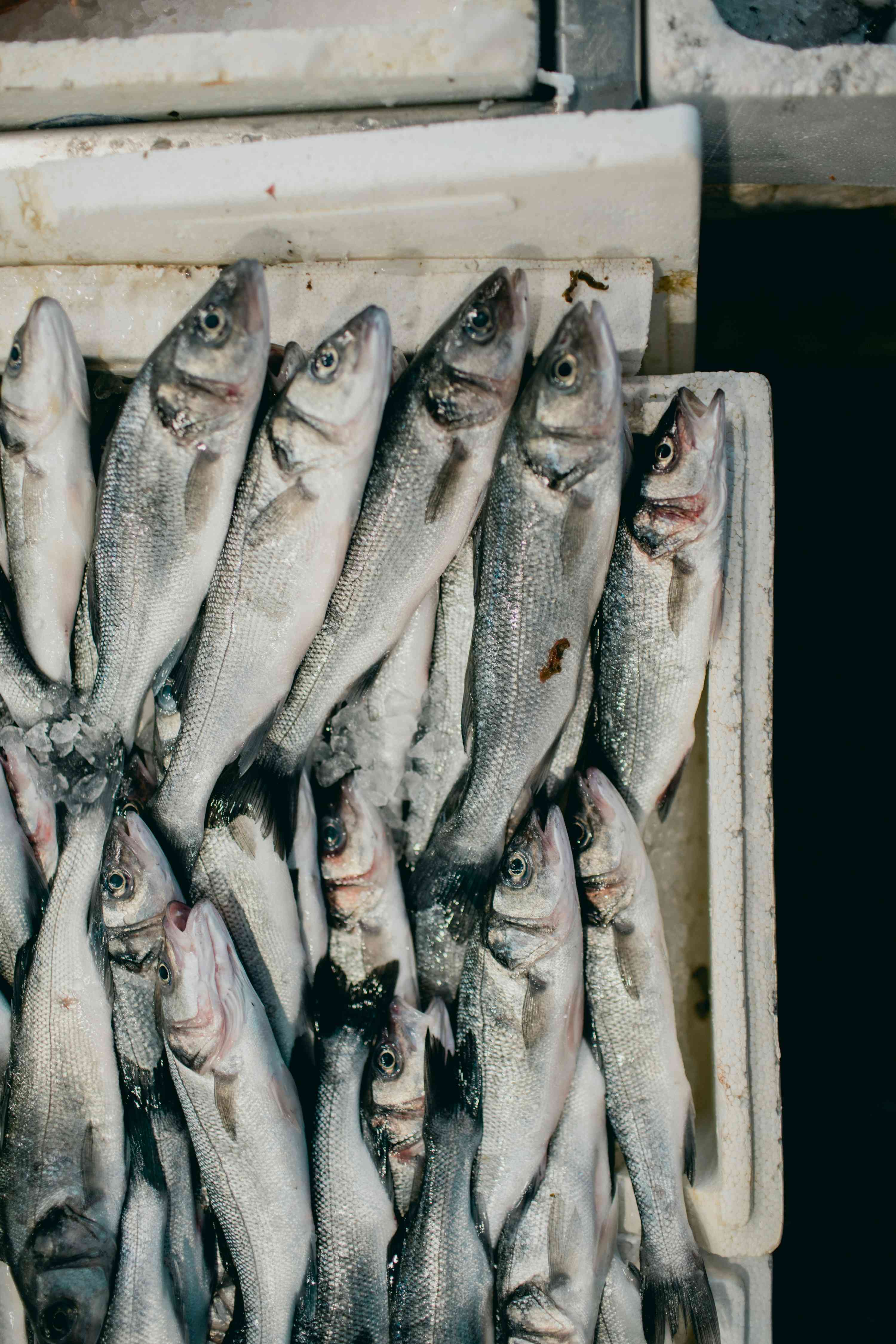 The Untapped Potential of South Africa's Fishing and Aquaculture Industry