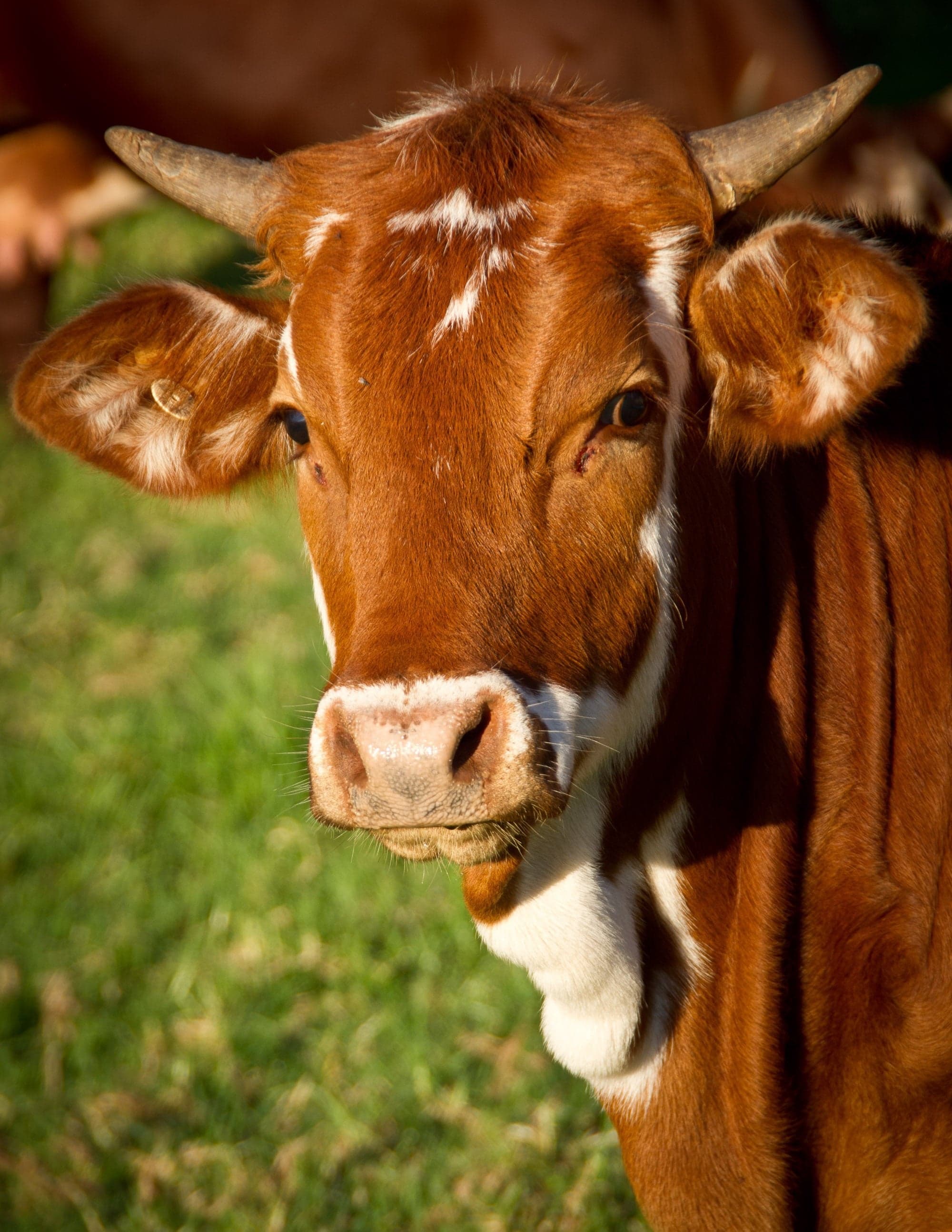 Cattle facts